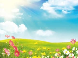 Баннер с изображением лета: поля, цветов и неба