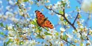 Большой баннер с бабочкой на ветке цветущей вишни