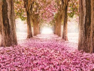 Баннер с аллеей деревьев с розовыми цветами