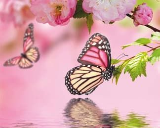 Баннер с бабочками и цветами на розовом фоне