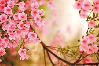 Весенний баннер с веткой розовых цветов