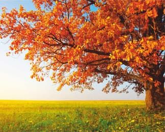 Осенний баннер с пейзажем ос17