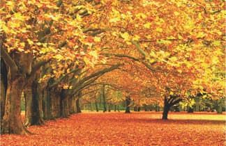 Баннер Осень с пейзажем ос12