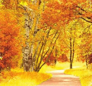 Баннер Осень с пейзажем ос18