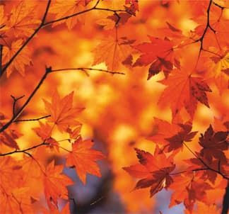 Осенний баннер ос21 с кленовыми листьями