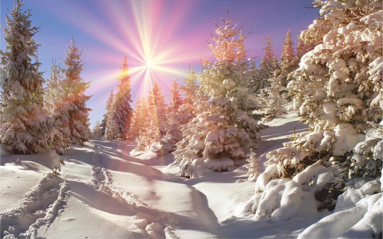 Прямоугольный баннер с изображением зимнего солнечного елового леса в снегу - 0
