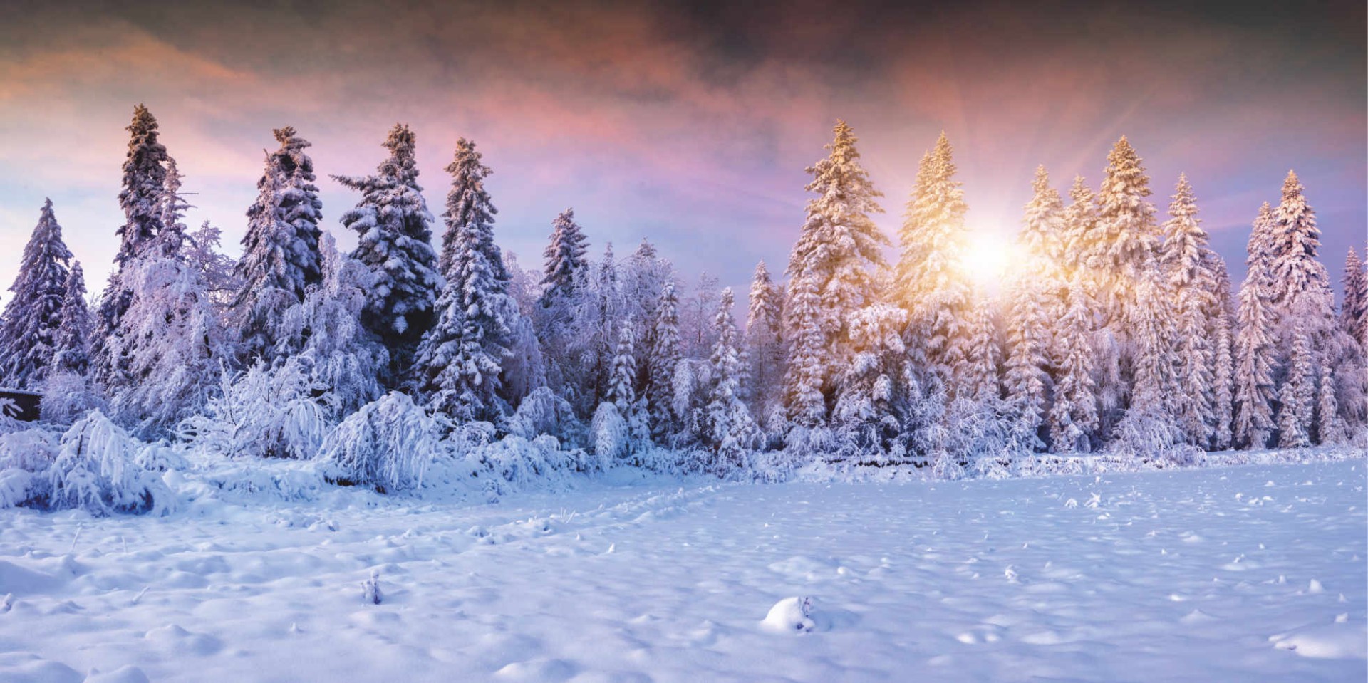 Большой прямоугольный баннер с изображением зимнего солнечного леса - 0