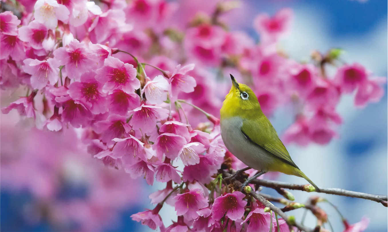 Баннер с желтой птичкой на ветке с розовыми цветами - 0