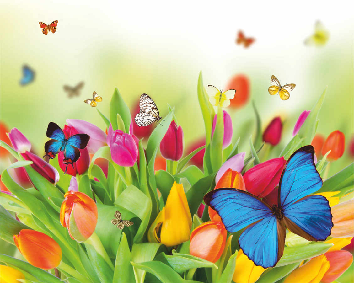 Яркий баннер с разноцветными тюльпанами и бабочками - 0