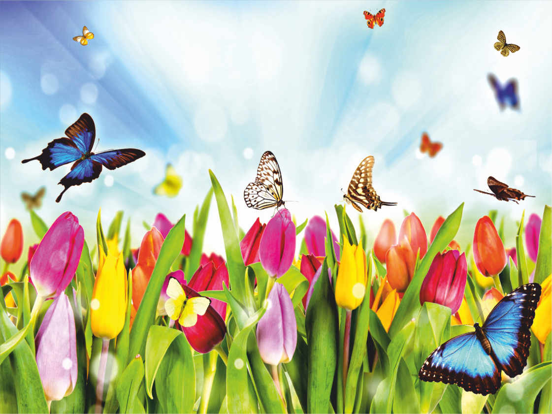Баннер с разноцветными тюльпанами и бабочками на фоне голубого неба - 0