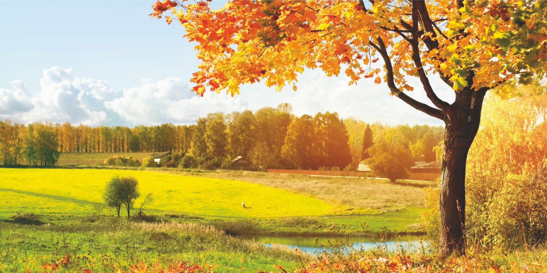 Баннер Осень с пейзажем ос19 - 0
