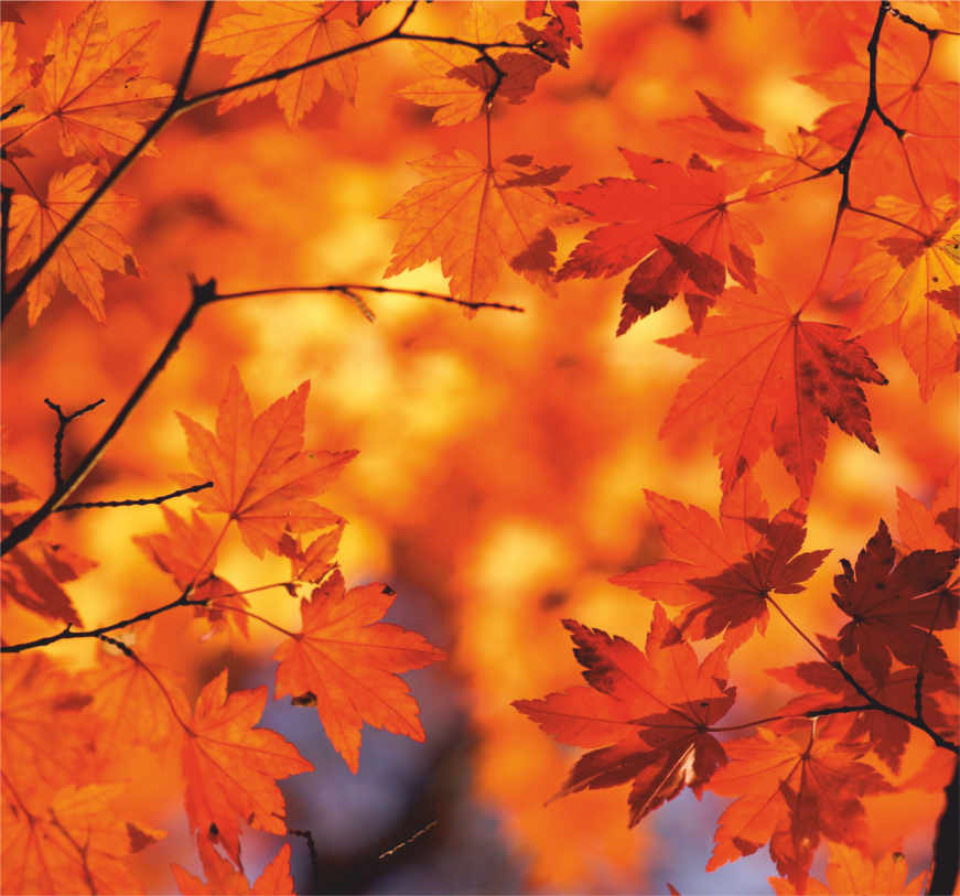 Осенний баннер ос21 с кленовыми листьями - 0